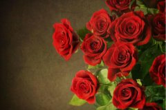 求婚送玫瑰花好吗 不同颜色玫瑰花的花语是什么